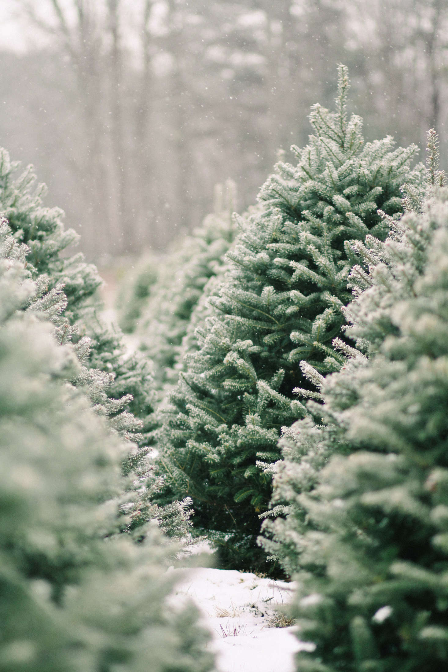 Shopper's Diary A Christmas Tree Farm in Maine Gardenista