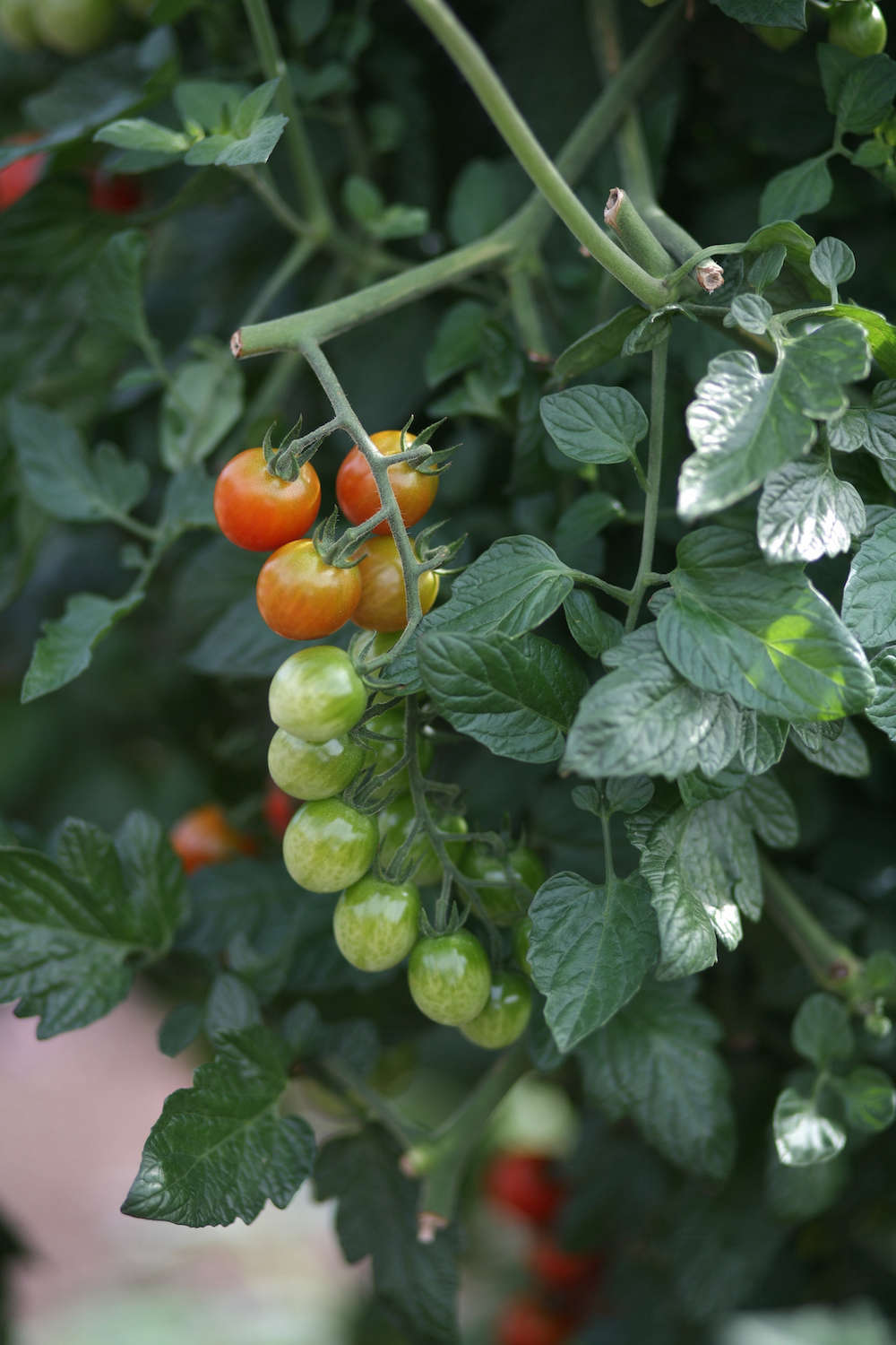 One Week Away The Great Tomato Celebration at White
