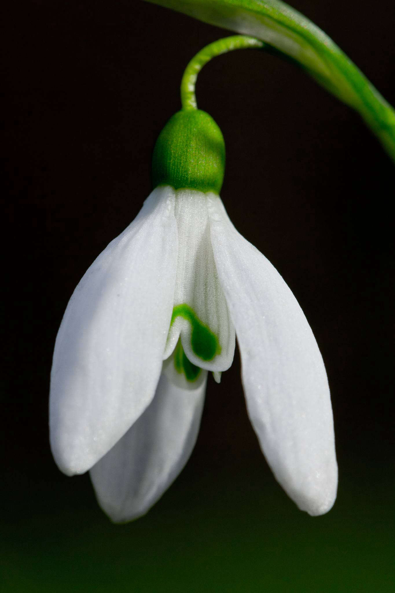 World's Most Expensive Snowdrop (and an Alternate) Gardenista