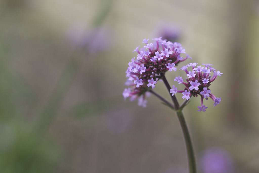gardening 101 verbena gardenista