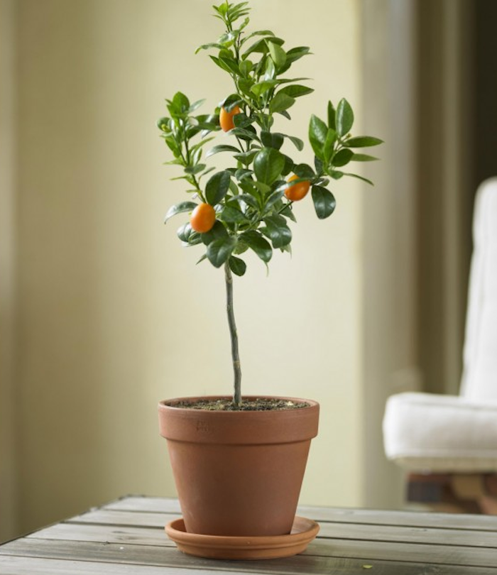 DIY Potted Indoor Citrus Trees Gardenista