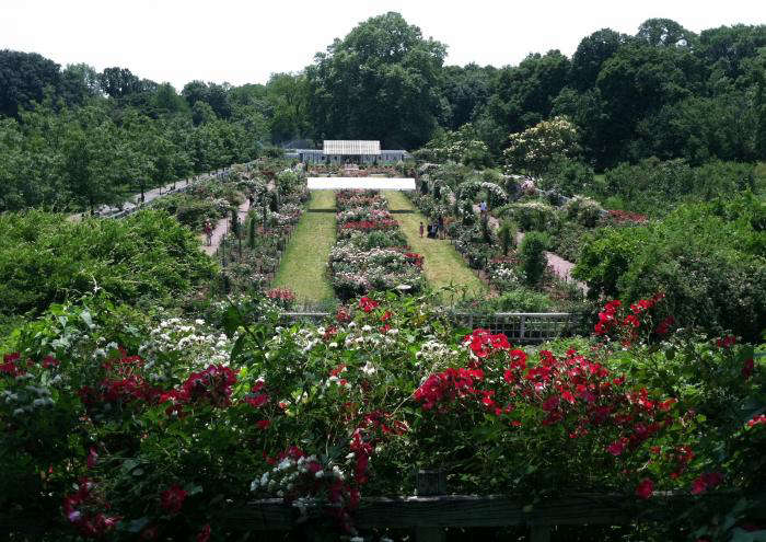 5 Favorites A Rose For All Regions Northeast Us Edition Gardenista