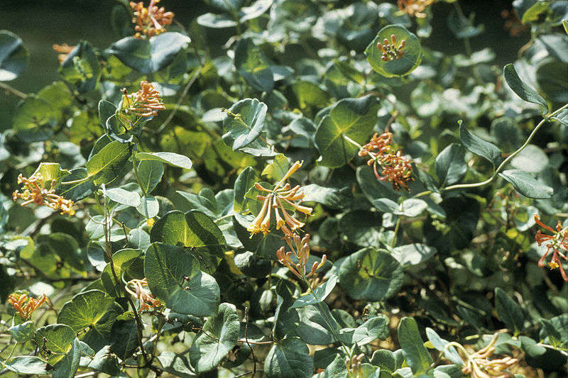 Trumpet honeysuckle by Wayne Ray via Wikimedia.
