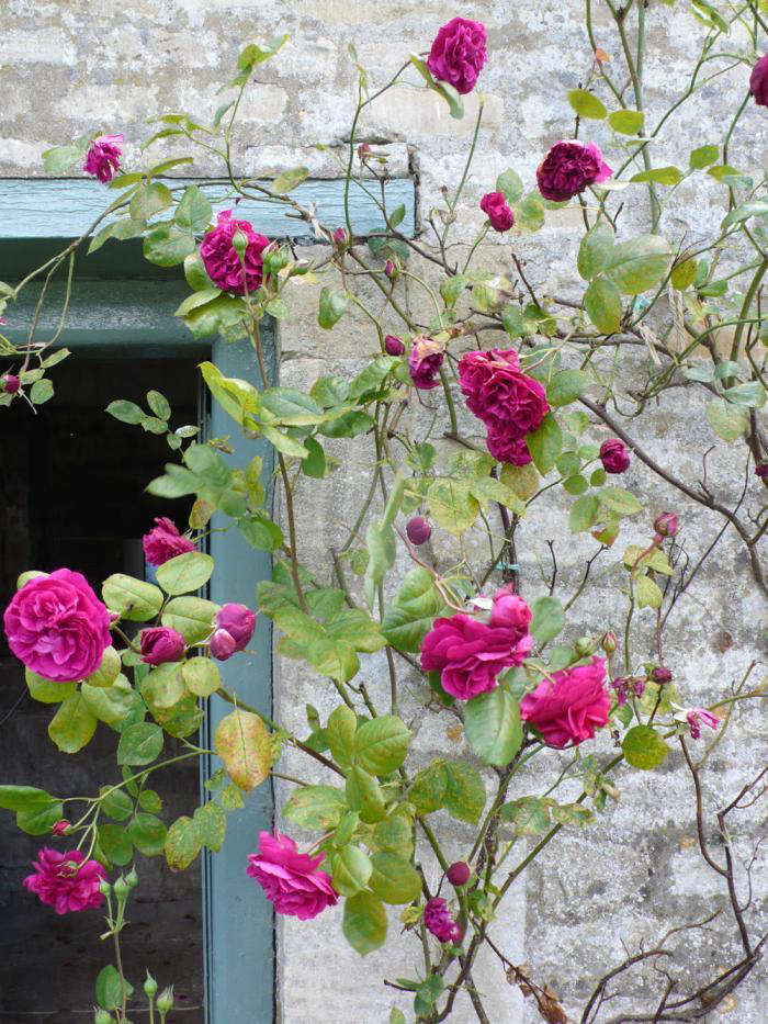 View Tess Of The D'urbervilles Rose Background