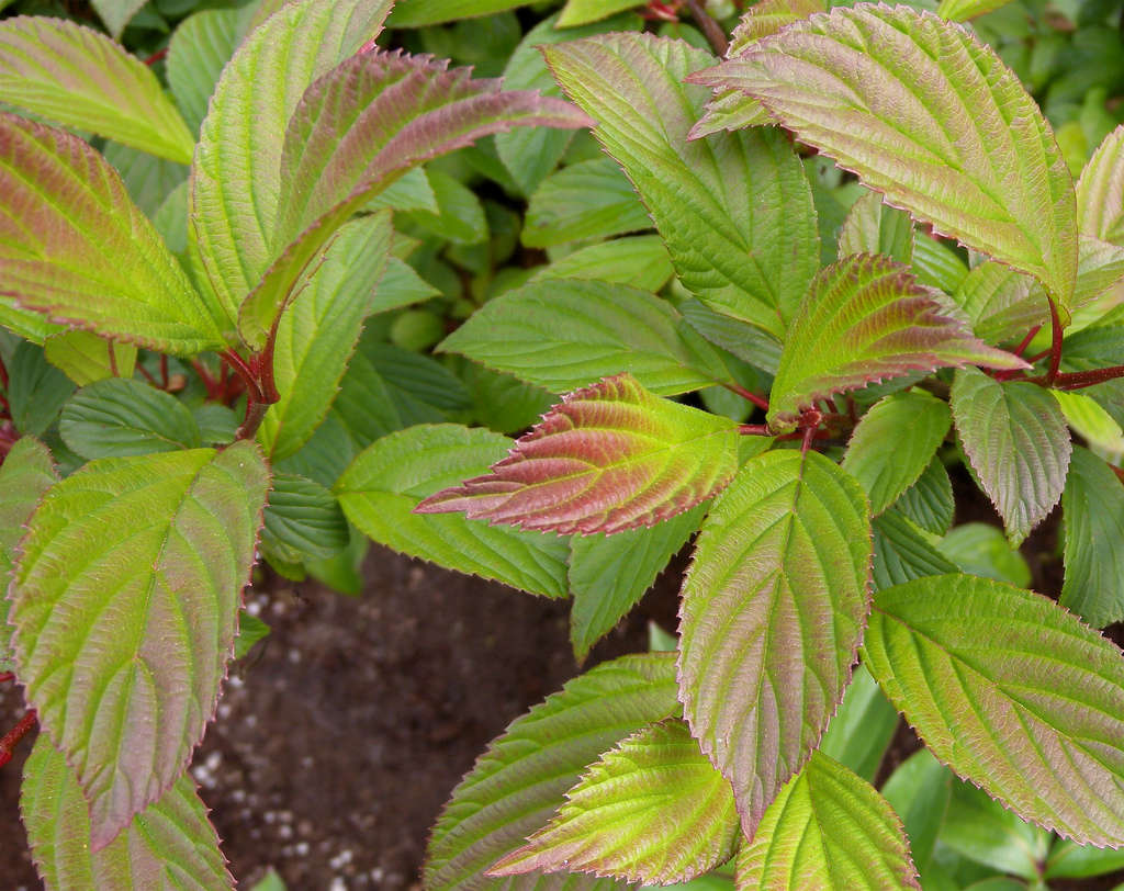 Painted with a blush of pink, the lush green leaves of summer viburnum are almost as striking as the winter blooms. Photograph by Janet 