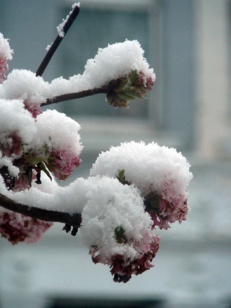 Photograph by Phil Jackson via Flickr. Growing well throughout the UK and in US zones 6 to 9, Viburnum Bodnantense can be found at many local nurseries and data-src=