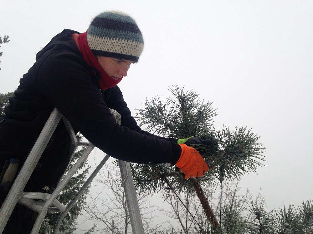 Prune older trees first and wait until winter is nearly over before you prune younger, more fragile trees.