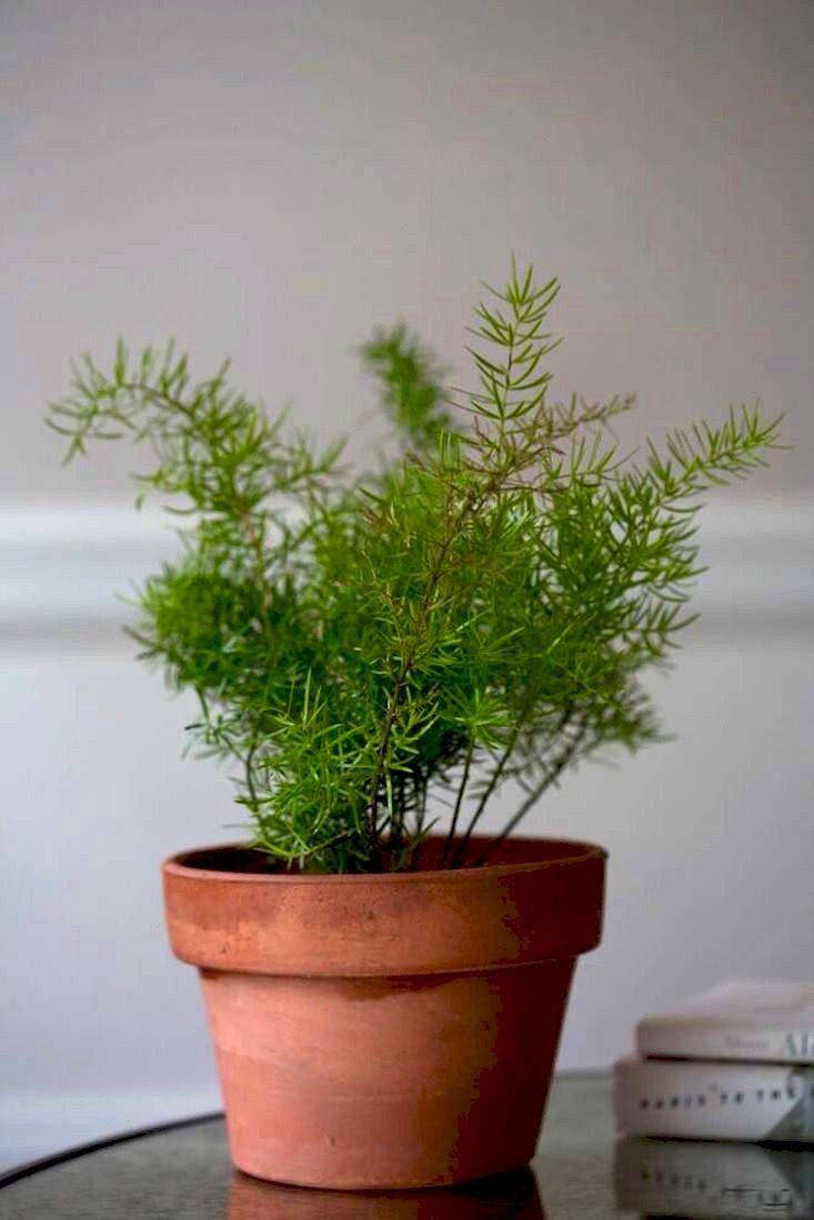 office hours: 10 indoor plants to dress up a desktop - gardenista office hours: 10 indoor plants to dress up a desktop - gardenista