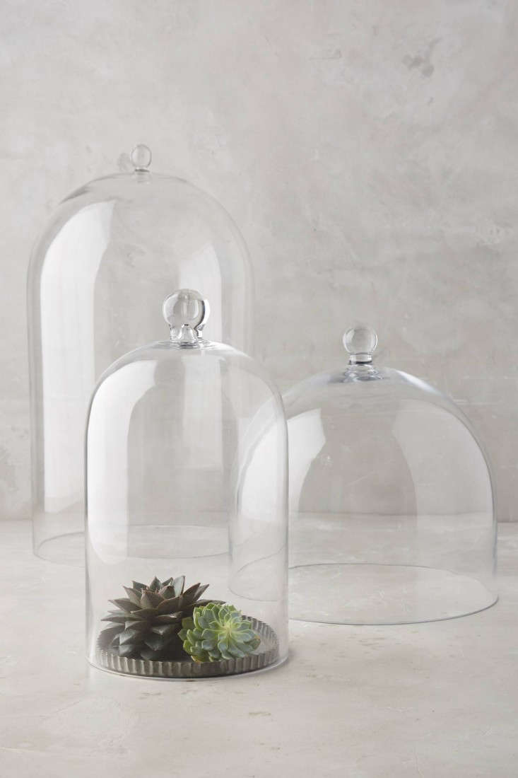 10 Easy Pieces Glass Cloche Terrariums Gardenista