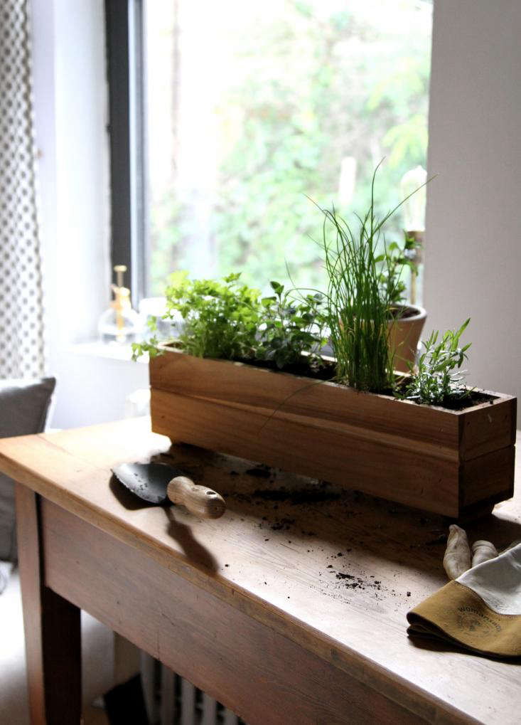 Chives and parsley are among the herbs you can grow in a partly shady spot. See more in Urban Gardening: Shade-Tolerant Herbs to Grow in Your Apartment. Photograph by Erin Boyle.