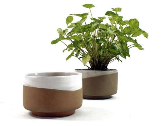 Plant Pot