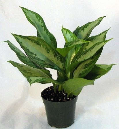 Faux Silver Queen Plant in Decorative Planter | Silver Queen Plant
Faux Silver Queen Plant in Decorative Planter | Silver Queen Plant