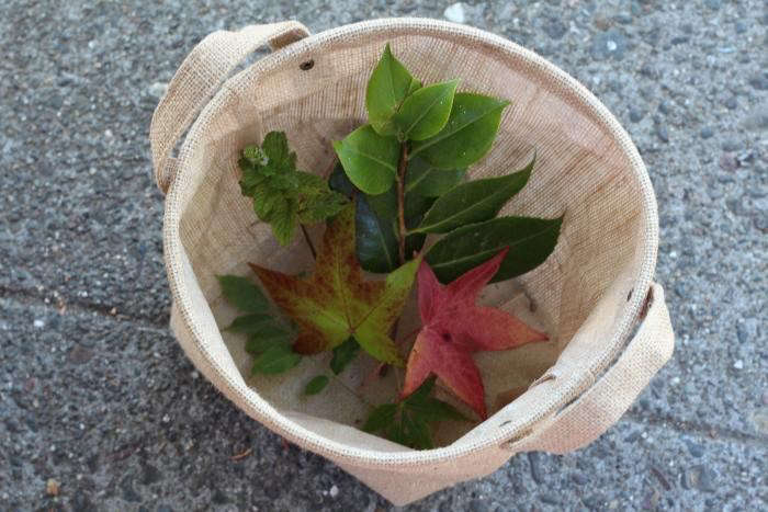 Use plant identifier app for plant identification and to ID leaves