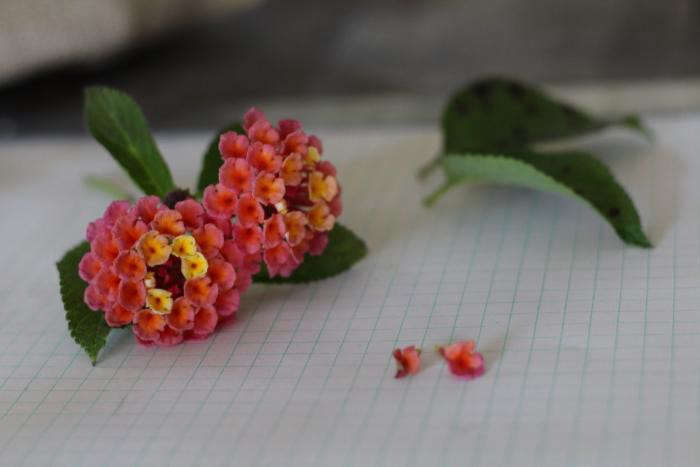 Use plant identifier app for plant identification and to ID leaves