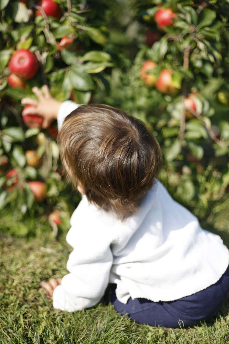 orchard visit apple picking in new england at sweet berry farm