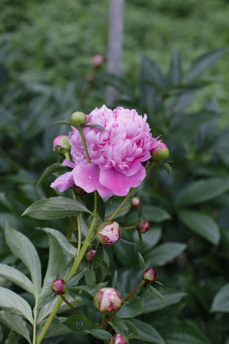 See more of these peonies at Boston’s Best-Kept Secret: Eva’s Organic Garden. Photograph by Christine Chitnis.