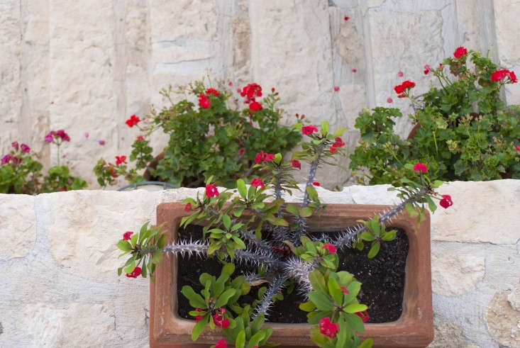 10 Garden Ideas to Steal from Greece