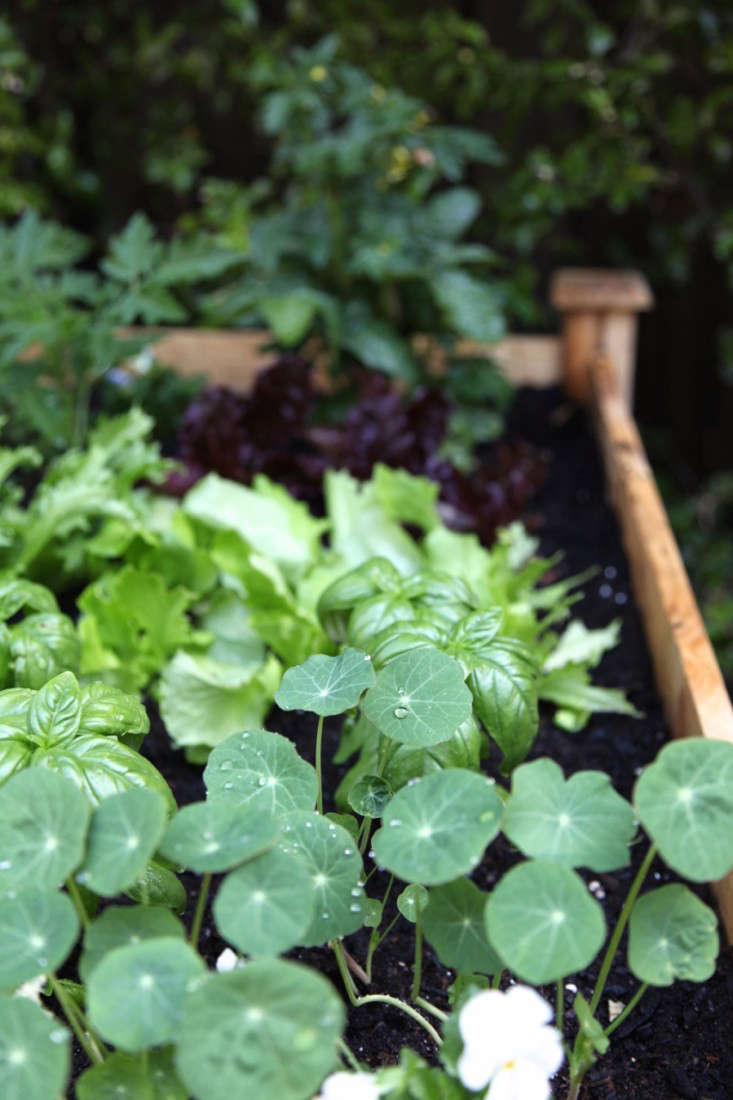Nature Care Organic Raised Bed Soil Home Depot Nature Care Organic Raised Bed Soil Home Depot