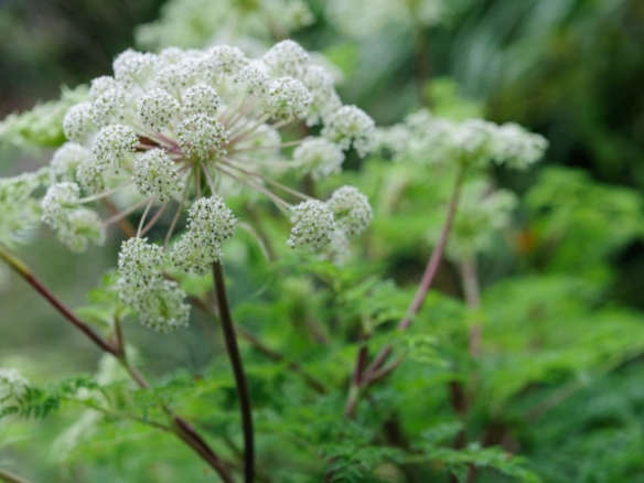 Persicaria orientalis
