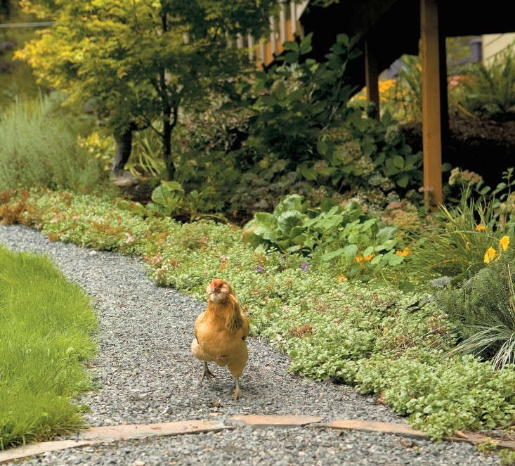 Modern Farmer: 9 Backyard Gardens with Chickens - Gardenista