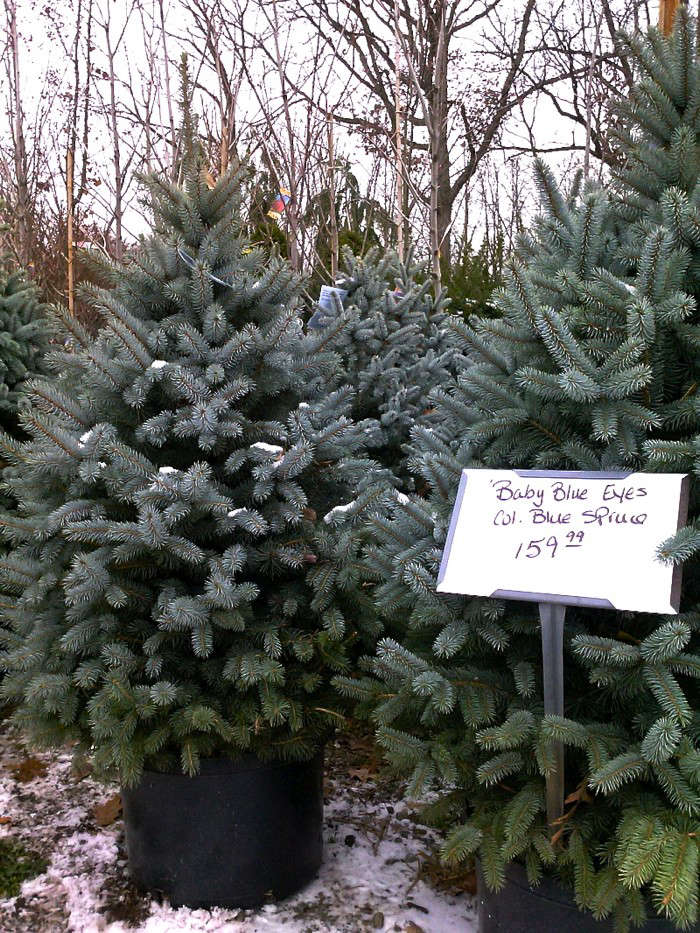 diy plant your christmas tree in the garden gardenista diy plant your christmas tree in the garden gardenista