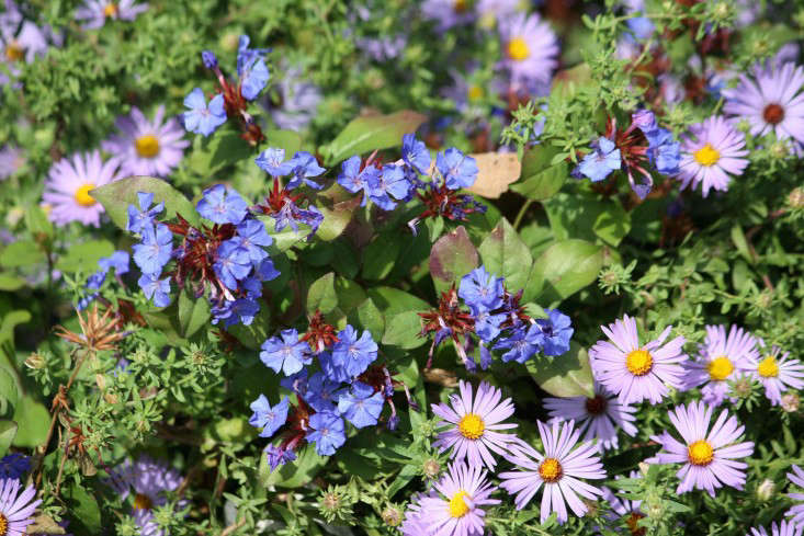 A 3.5-inch-square pot of Ceratostigma Plumbaginoides is $12.95 from Bluestone Perennials.