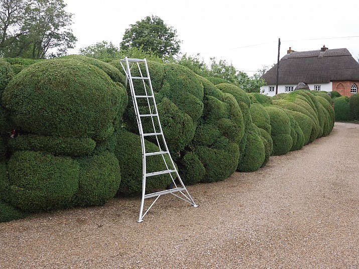 gardening 101: boxwood