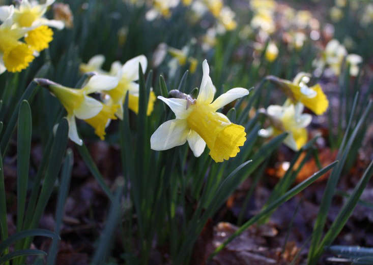 The Road Not Taken Robert Frost's Daffodils in Gloucestershire