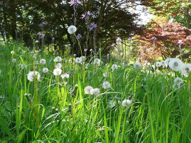 Dandelions are welcome here; learn why at The Garden of Magical Childhood. Photograph by Kendra Wilson.