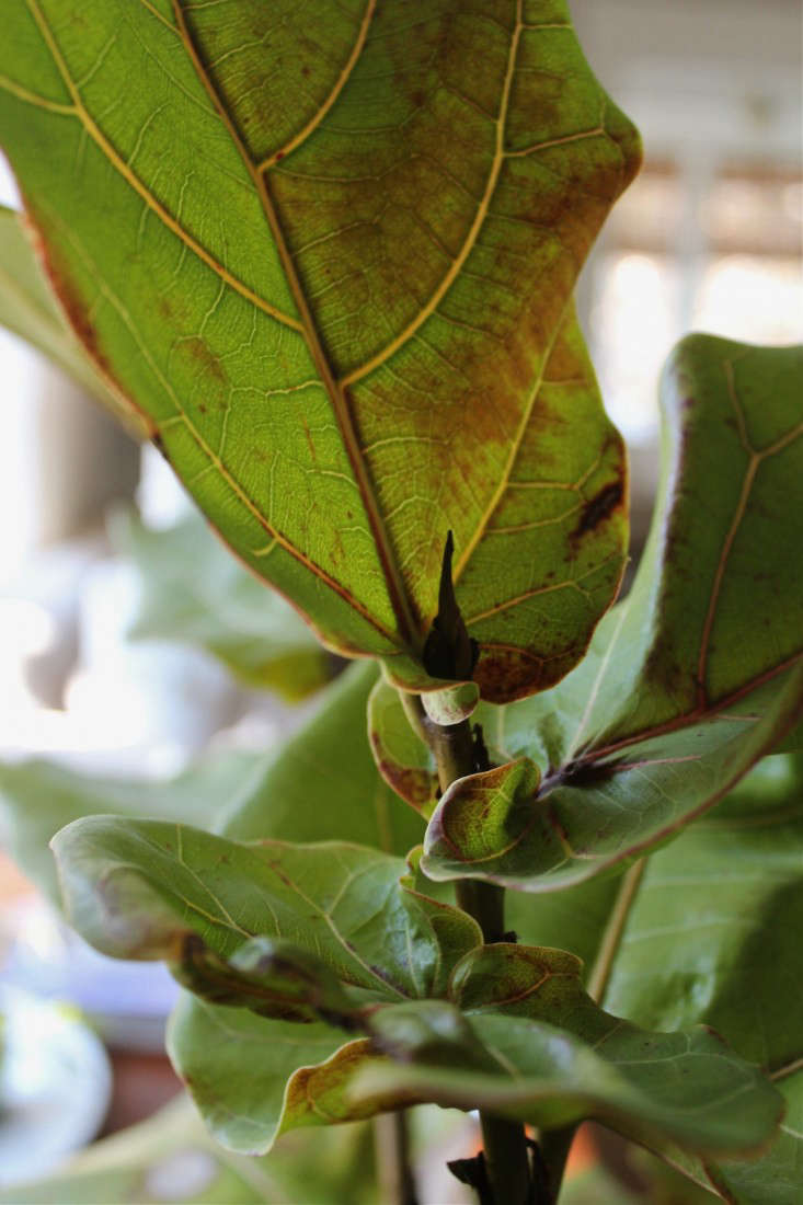 7 Secrets How To Save A Dying Fiddle Leaf Fig Tree Gardenista