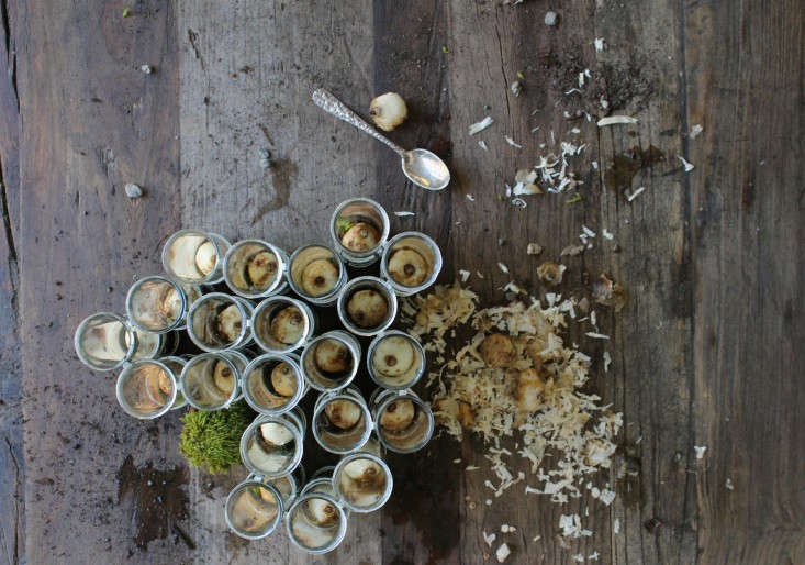 DIY How to Force Muscari Bulbs Gardenista