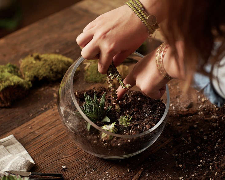 Gardening 101: How to Plant an Open Terrarium - Gardenista