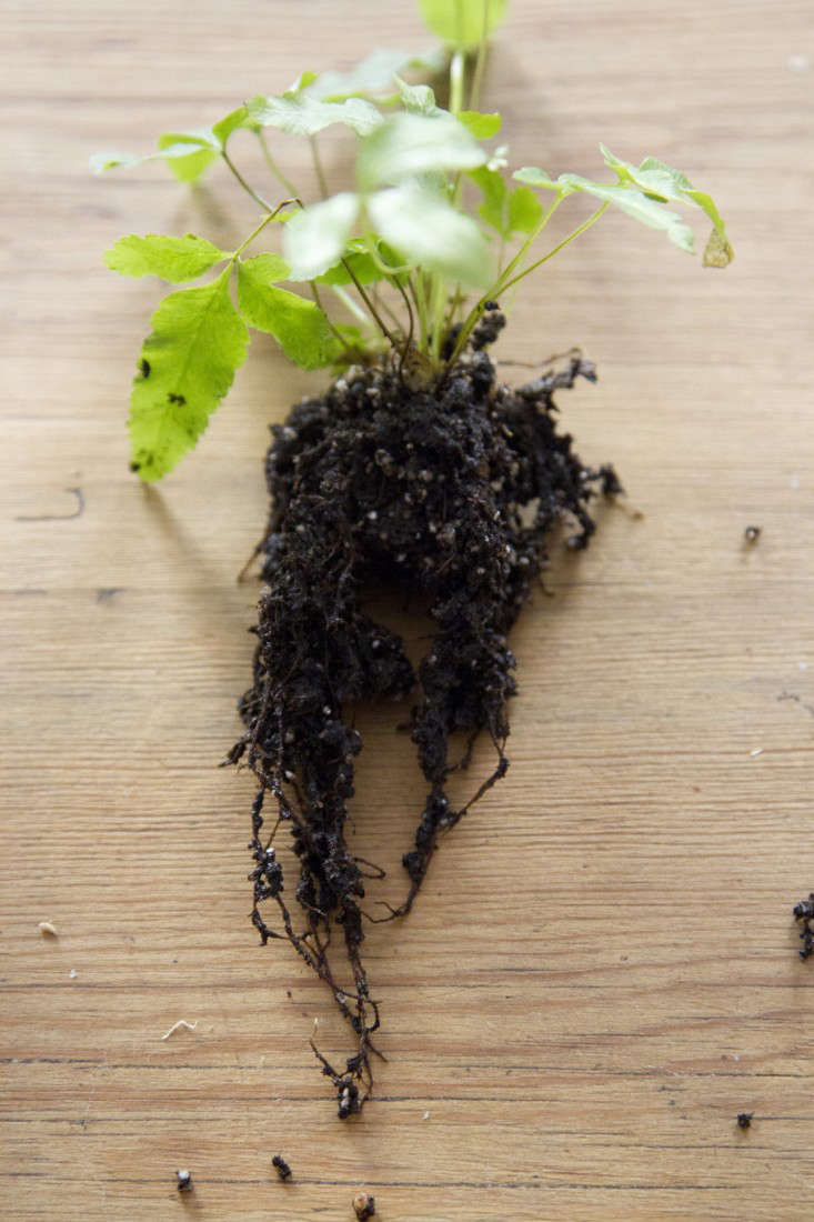 Kokedama String Balls A DIY Hanging Garden Gardenista