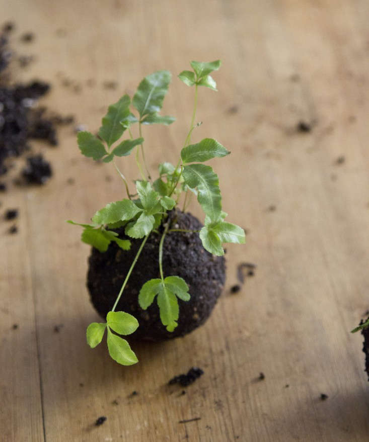 Kokedama String Balls A DIY Hanging Garden Gardenista