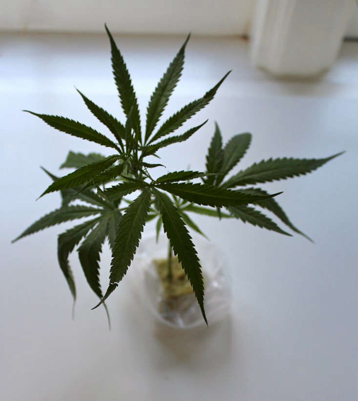 A marijuana seedling, ready to plant.