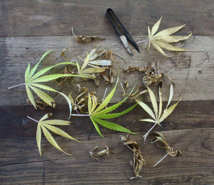 Yellowing leaves can also be a sign it is time to harvest marijuana buds.