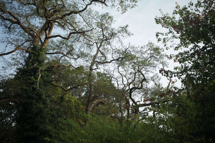 this part of england is densely forested, with wooden houses