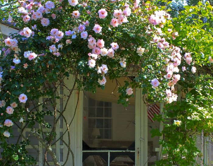 10 Easy Pieces: Perennials for the Seaside Garden - Gardenista