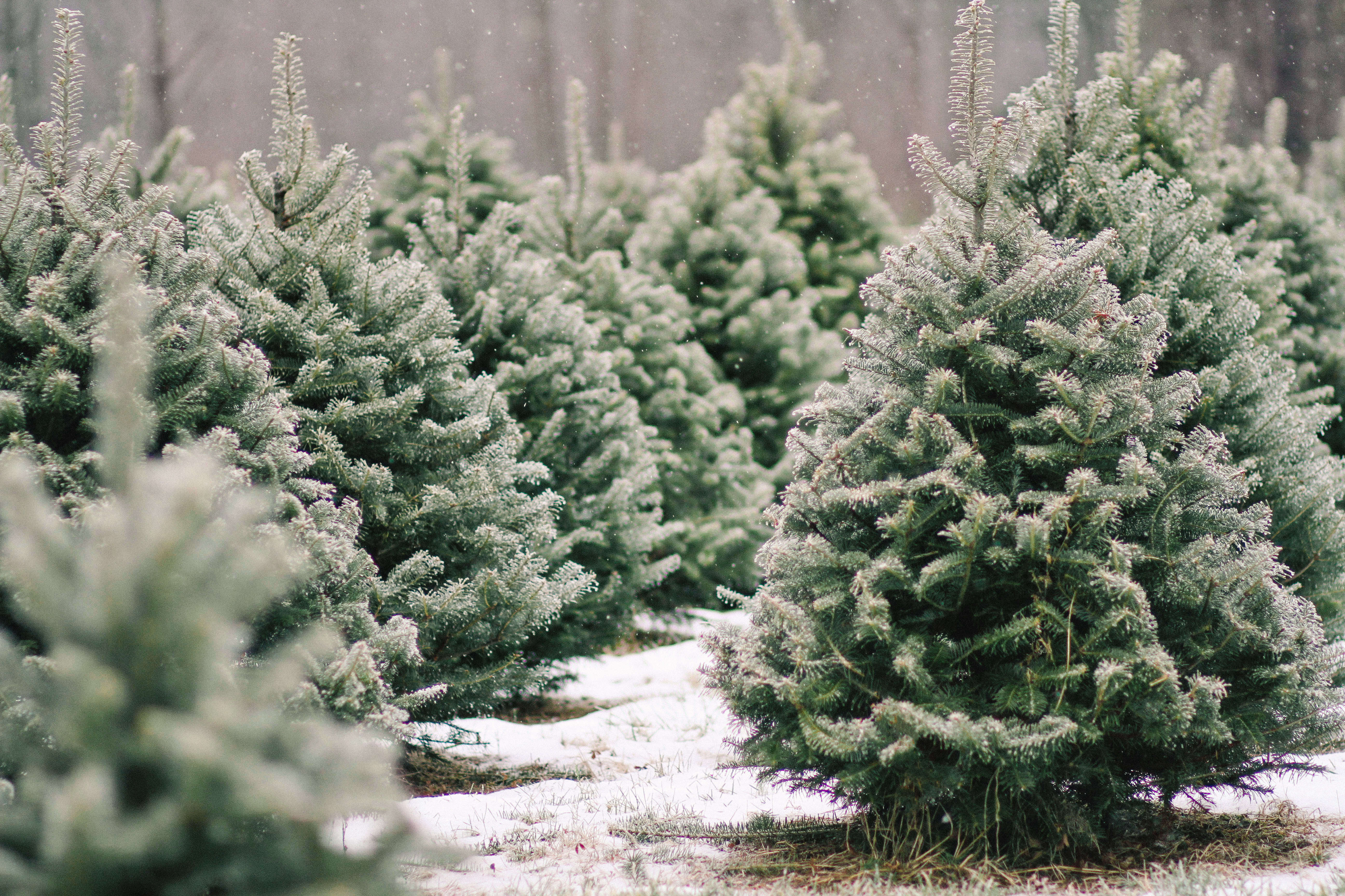 shopper s diary a christmas tree farm in maine gardenista shopper s diary a christmas tree farm in maine gardenista