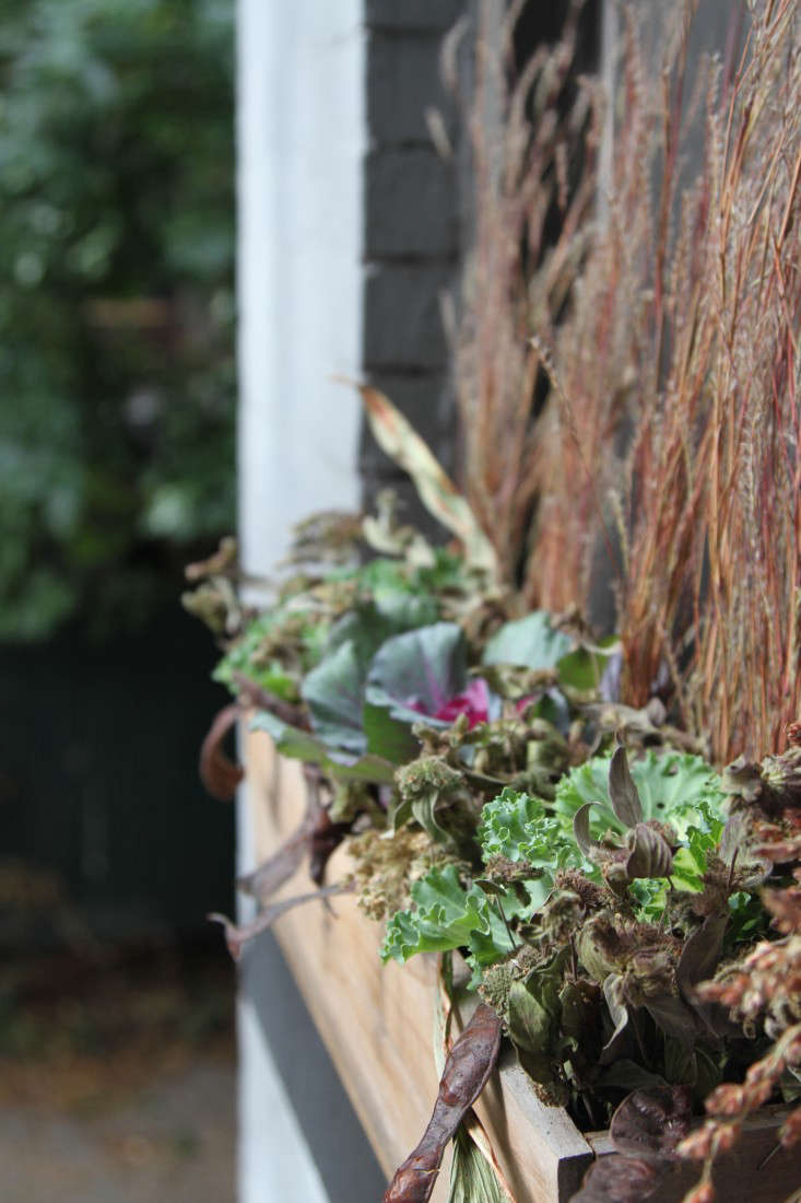 Ornamental kale in a window box. Photograph by Erin Boyle.