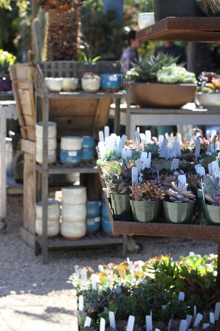 outdoor succulent garden planting succulent plants and succulents at flora grubb in san francisco from gardens secrets to growing plants outdoor succulent garden planting succulent plants and succulents at flora grubb in san francisco from gardens secrets to growing plants