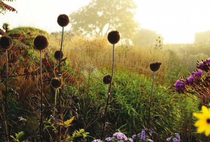 Photograph via Hummelo: A Journey Through a Plantsman’s Life.