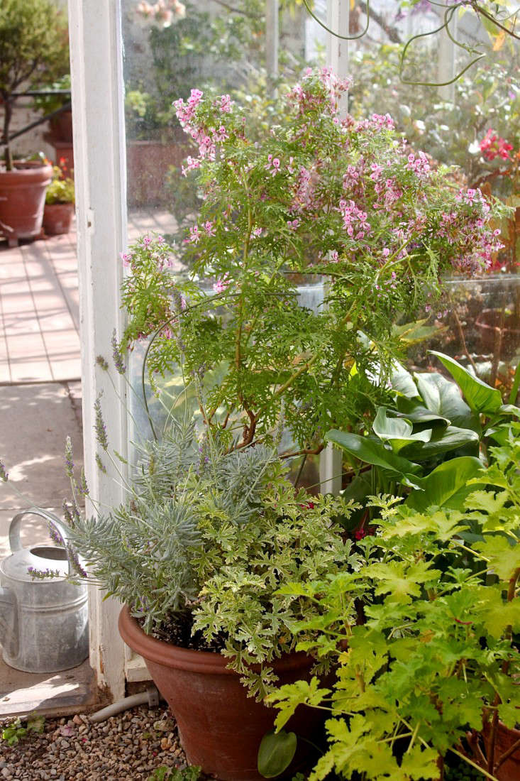 Scents and Sensibility The Scented Geranium is Spring's MustHave