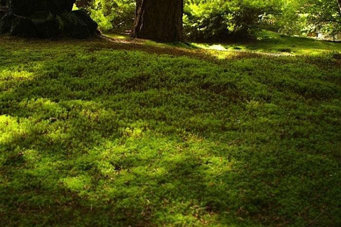 珍妮特正在研究化妆品泡沫。因为,四个月,绿色的绿色资源,包括罗罗塔·罗拉,包括“罗拉”的意思!5英尺高的小法院。
