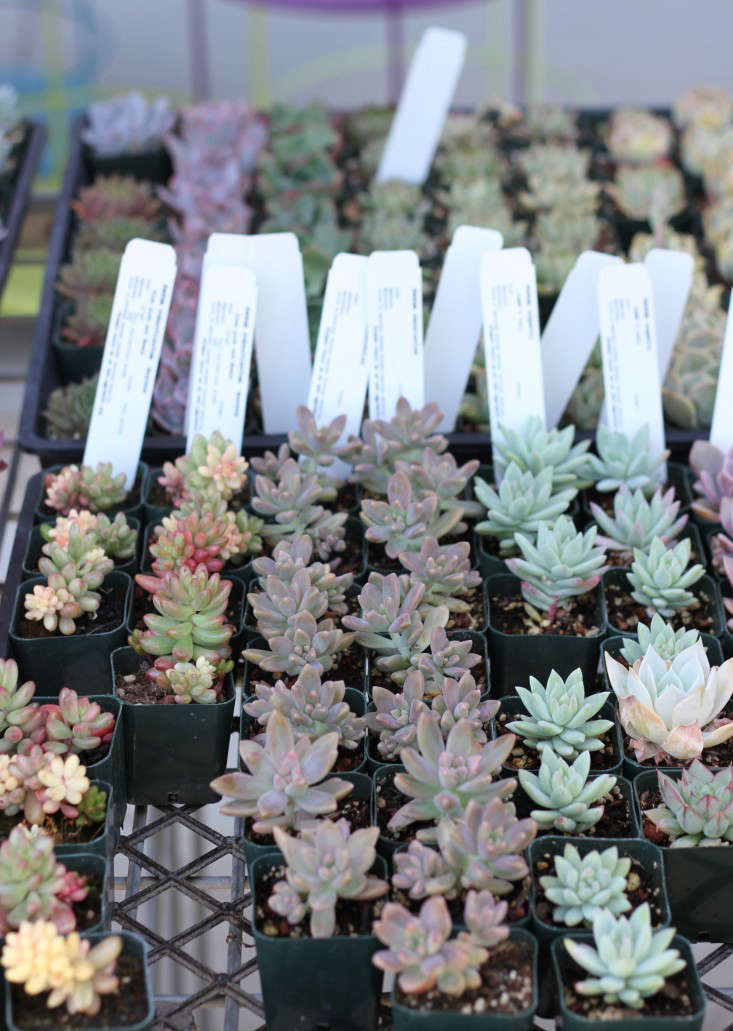From Flora Grubb Gardens 9 Secrets To Growing Succulent Plants Give Succulent Plants Room To Breathe Indoors In Outdoor Settings They Can Do Well