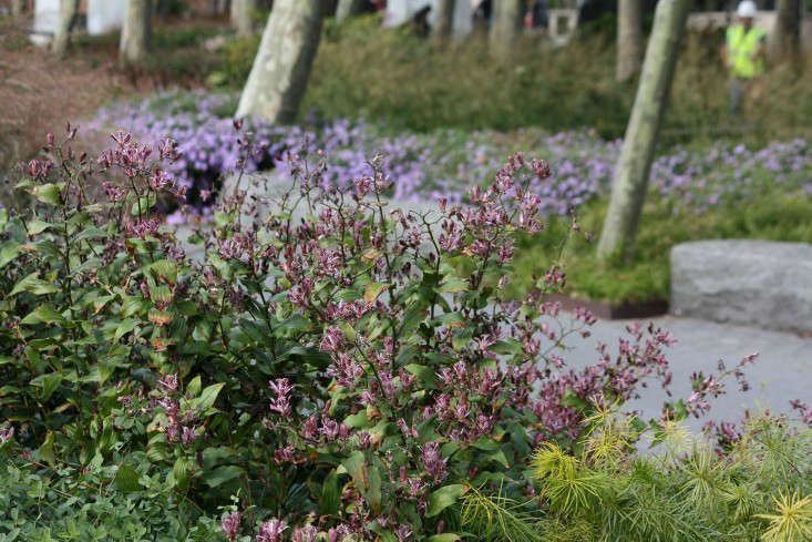 One of my personal fall picks is the unpromisingly-named toad lily, whose binomial name is far less vexing: Tricyrtis. A pot of Tricyrtis Tojen is $9.95 from Bluestone Perennials.