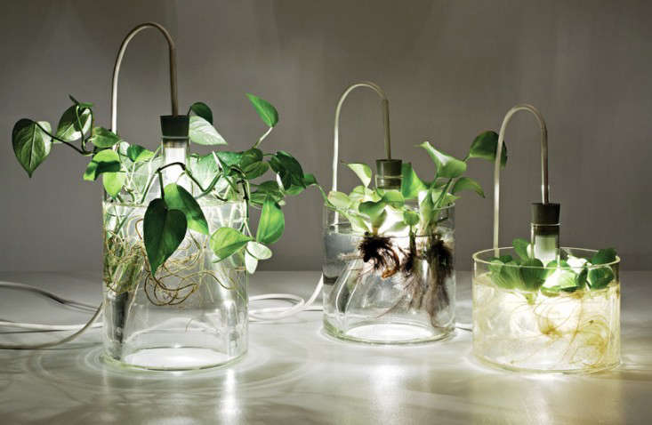 Mad Scientist Light Fixture Gardenista Above When Illuminated The Exposed Roots Of Plants Grown Hydroponically Become Part Design Fixture