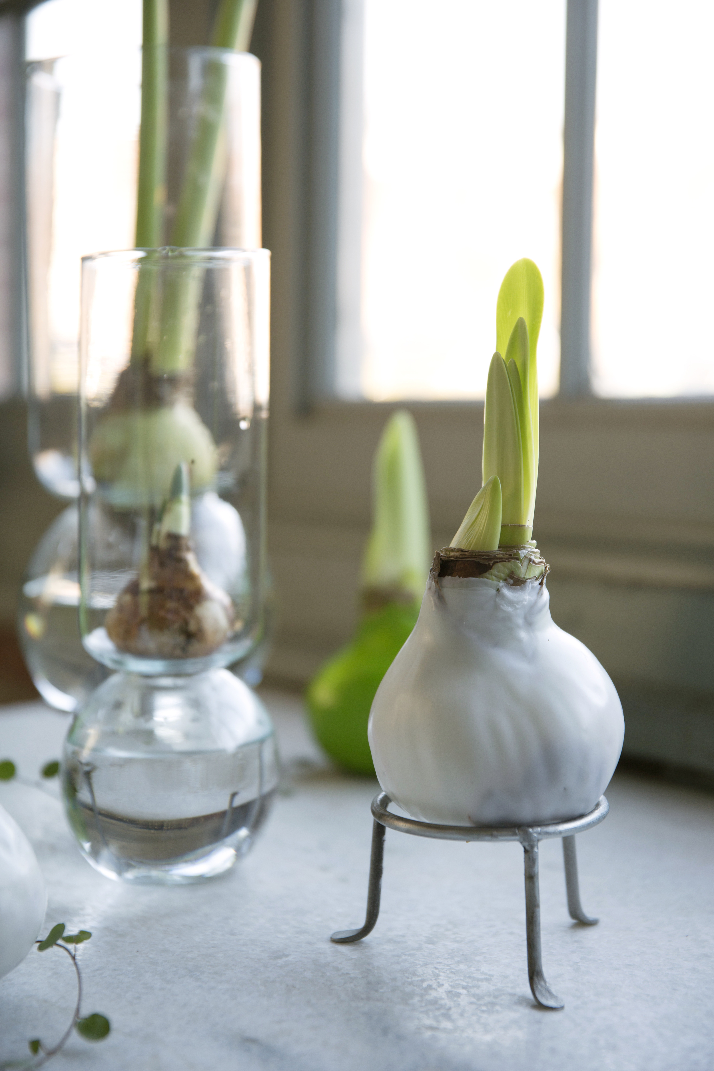 Gardenista Giveaway Waxed Amaryllis Bulbs for the Holidays Gardenista