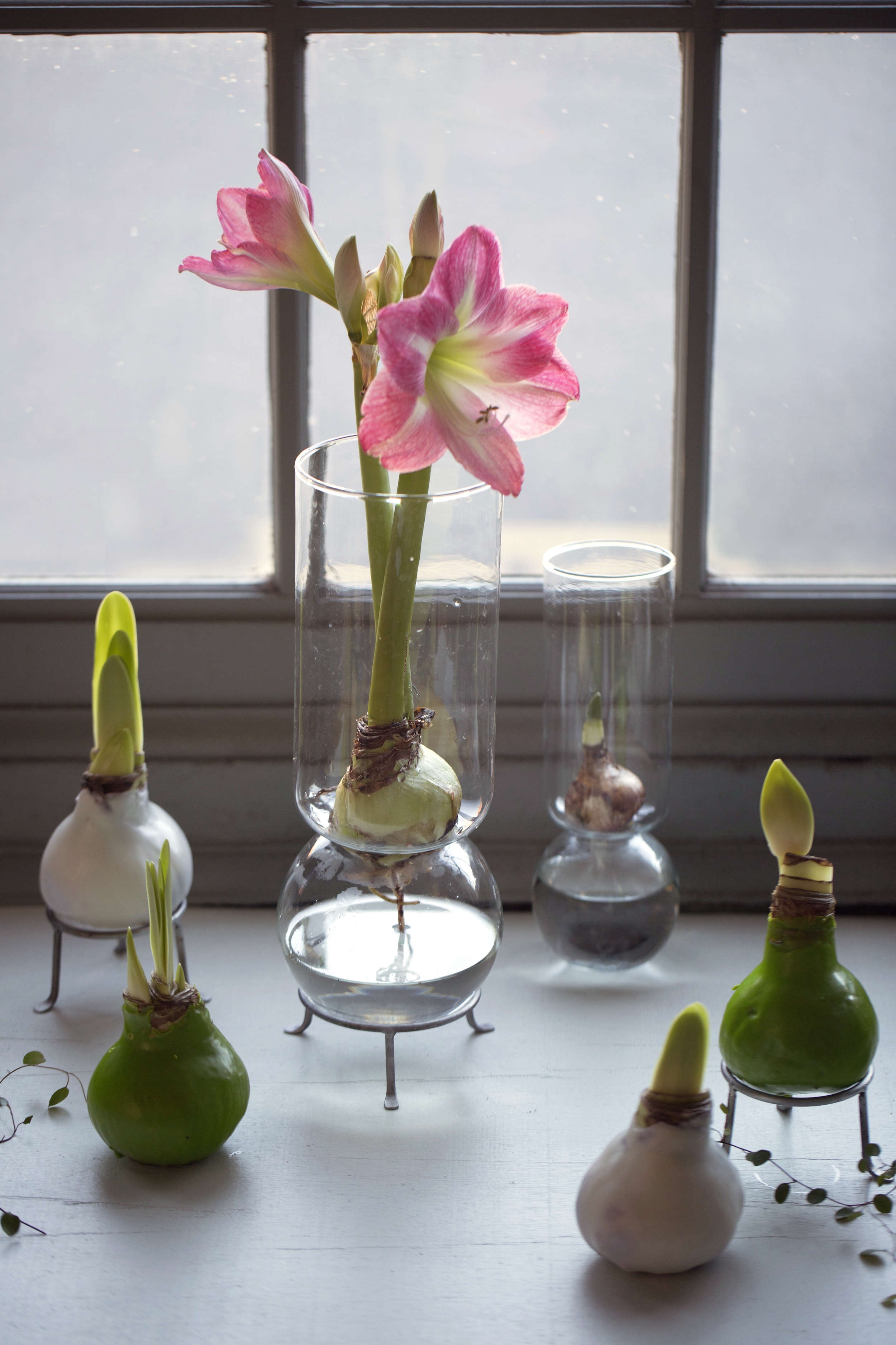 how to plant waxed amaryllis bulbs