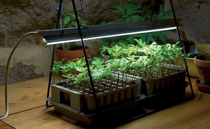 table top grow lights